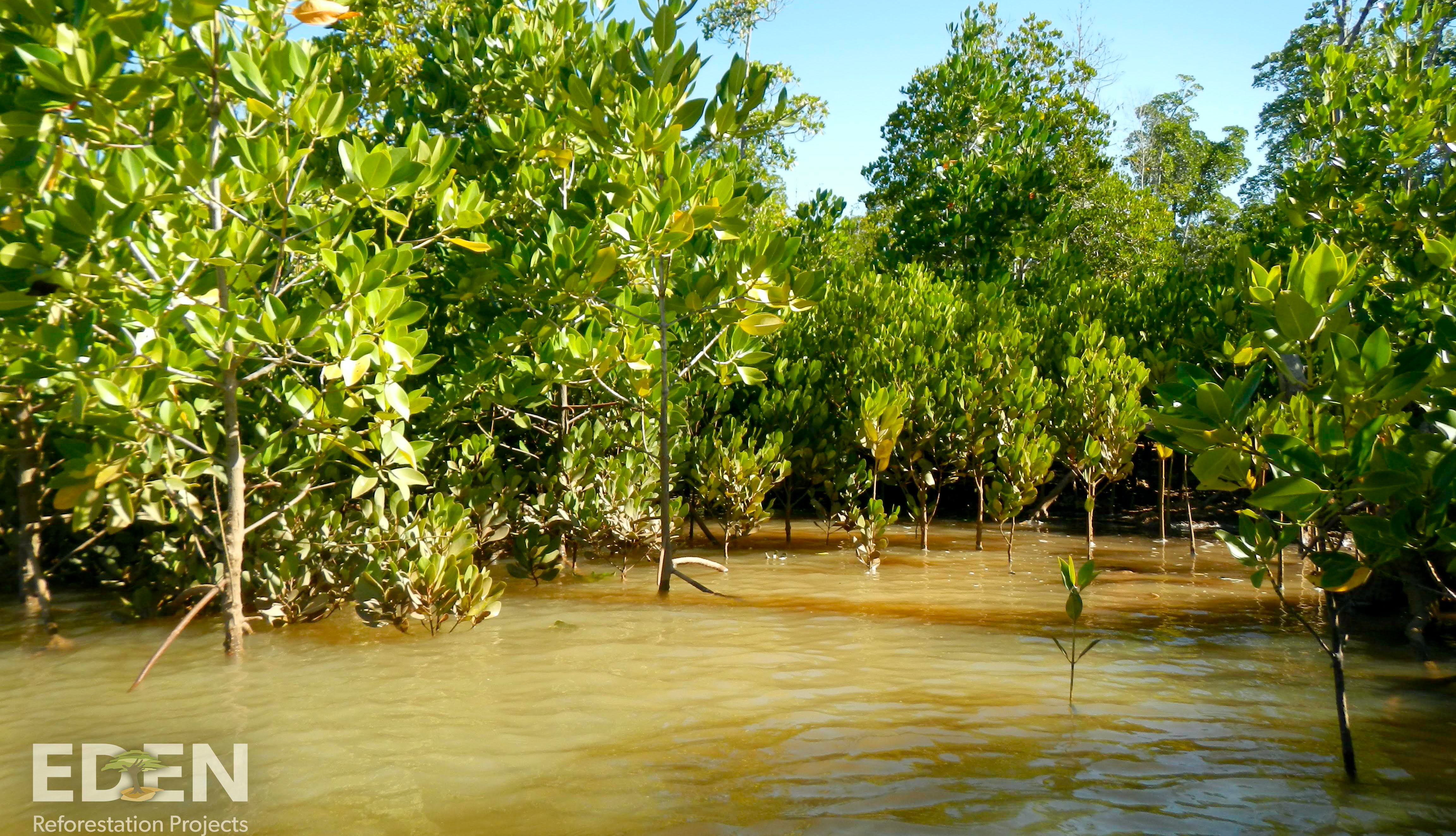 A young mangrove forest